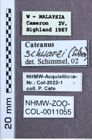 Etiketten zu Cateanus schwarzi (NHMW-ZOO-COL-0011055)